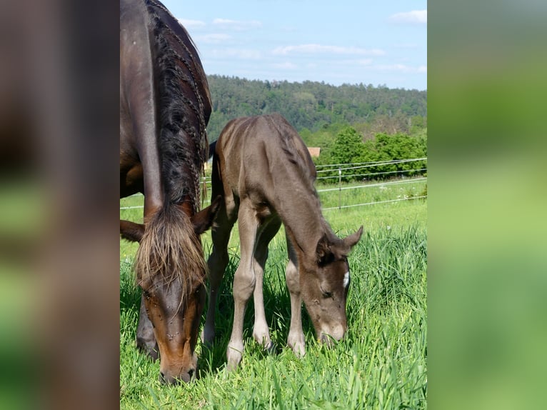 American Quarter Horse Mare Foal (05/2024) 15 hh in Geiselwind