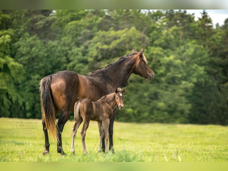 American Quarter Horse Mare Foal (05/2024) 15 hh in Geiselwind