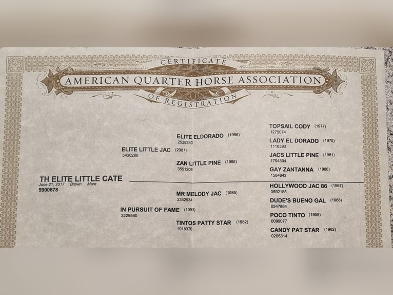 American Quarter Horse Mare  15,1 hh Brown in MannheiM