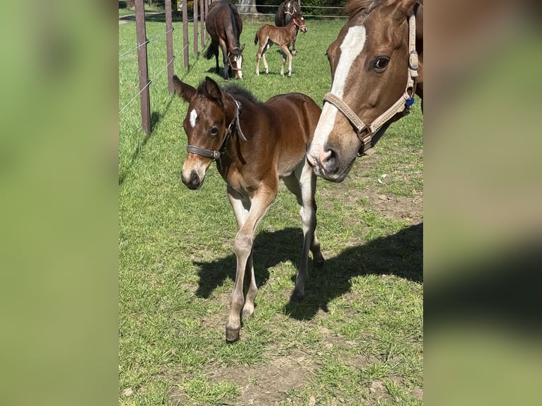 American Quarter Horse Mare  15,1 hh Brown in Lahn