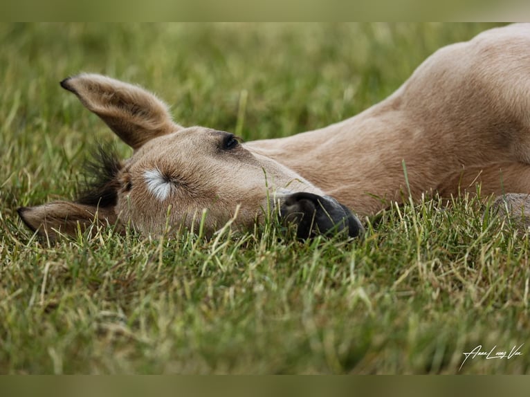 American Quarter Horse Mare Foal (04/2025) 15,1 hh Buckskin in Ennigerloh American Quarter Horse Mare Foal (04/2025) 15,1 hh Buckskin in Ennigerloh