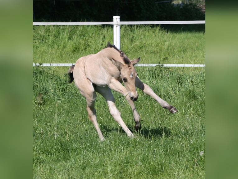 American Quarter Horse Mare Foal (04/2025) 15,1 hh Buckskin in Ennigerloh American Quarter Horse Mare Foal (04/2025) 15,1 hh Buckskin in Ennigerloh