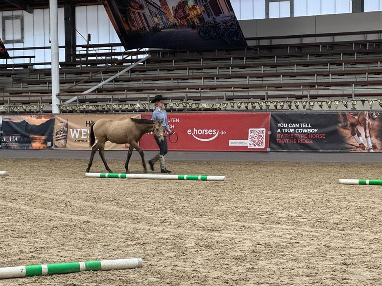 American Quarter Horse Mare Foal (04/2025) 15,1 hh Buckskin in Ennigerloh American Quarter Horse Mare Foal (04/2025) 15,1 hh Buckskin in Ennigerloh