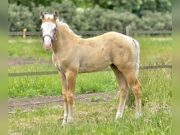 American Quarter Horse Mix Mare Foal (04/2025) 15,1 hh Palomino in Ledeacker