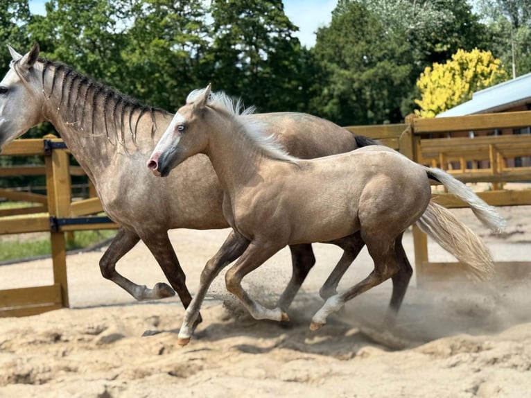 American Quarter Horse Mix Mare Foal (04/2025) 15,1 hh Palomino in Ledeacker