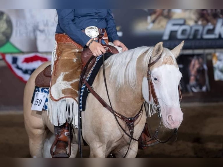American Quarter Horse Mix Mare Foal (04/2025) 15,1 hh Palomino in Ledeacker