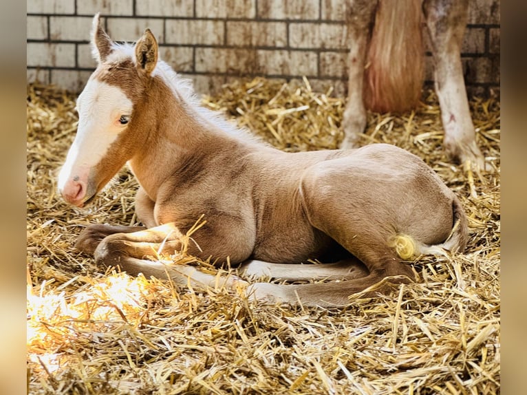 American Quarter Horse Mix Mare Foal (04/2025) 15,1 hh Palomino in Ledeacker