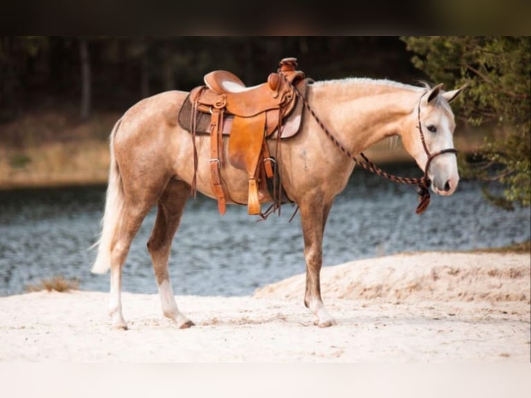 American Quarter Horse Mix Mare Foal (04/2025) 15,1 hh Palomino in Ledeacker