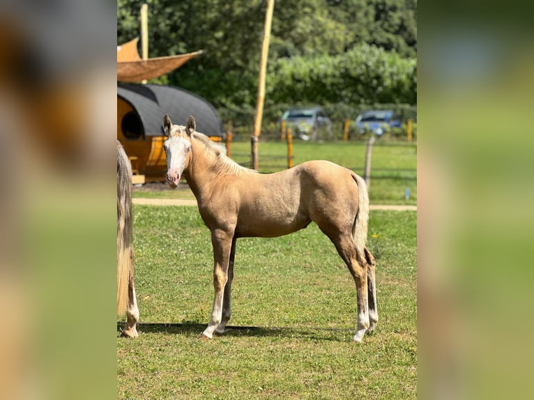 American Quarter Horse Mix Mare Foal (04/2025) 15,1 hh Palomino in Ledeacker