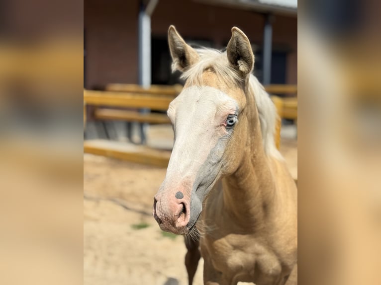 American Quarter Horse Mix Mare Foal (04/2025) 15,1 hh Palomino in Ledeacker