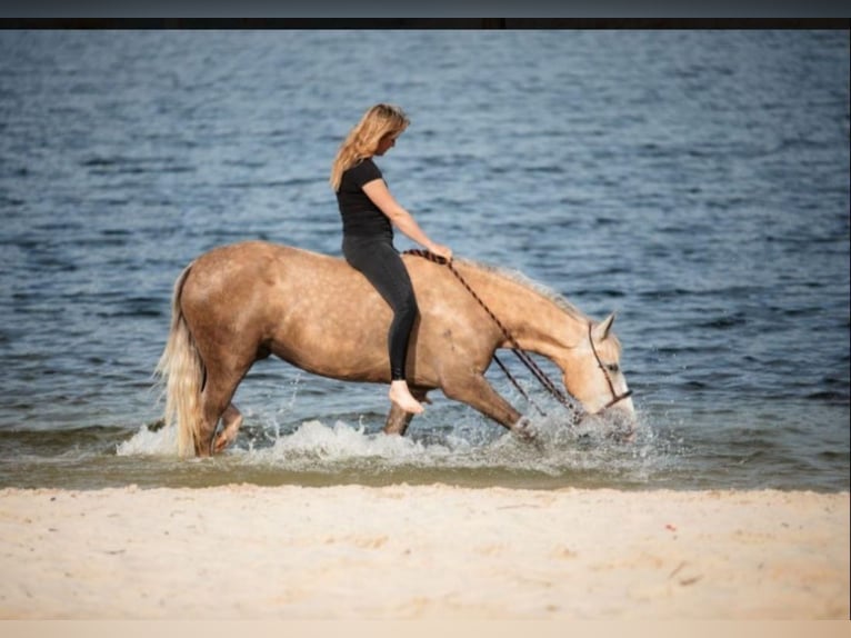 American Quarter Horse Mix Mare Foal (04/2025) 15,1 hh Palomino in Ledeacker