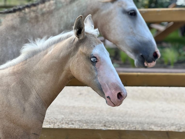 American Quarter Horse Mix Mare Foal (04/2025) 15,1 hh Palomino in Ledeacker