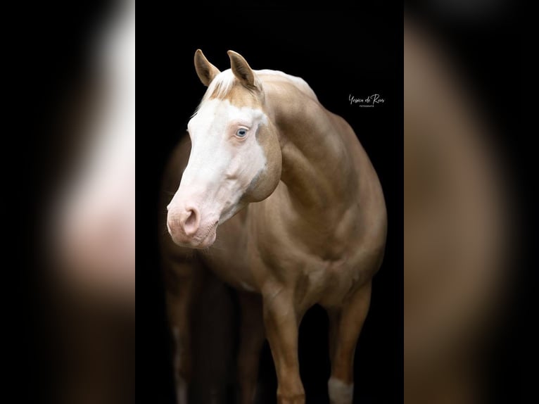 American Quarter Horse Mix Mare Foal (04/2025) 15,1 hh Palomino in Ledeacker