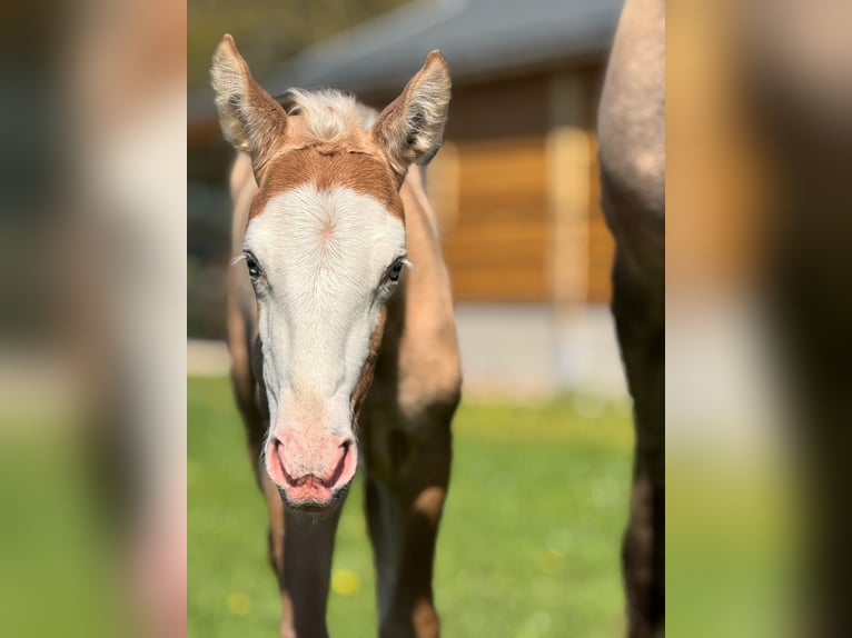 American Quarter Horse Mix Mare Foal (04/2025) 15,1 hh Palomino in Ledeacker
