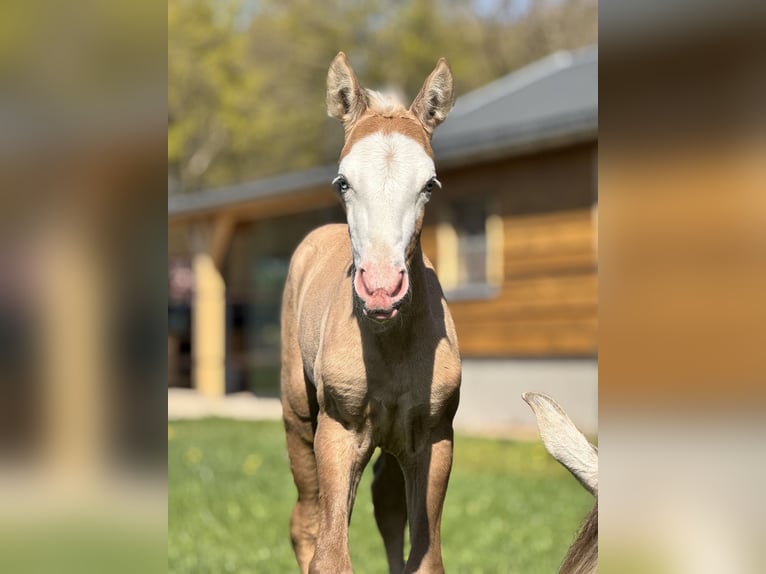 American Quarter Horse Mix Mare Foal (04/2025) 15,1 hh Palomino in Ledeacker