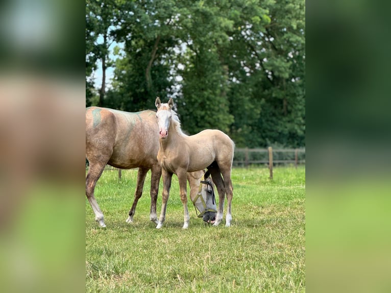 American Quarter Horse Mix Mare Foal (04/2025) 15,1 hh Palomino in Ledeacker
