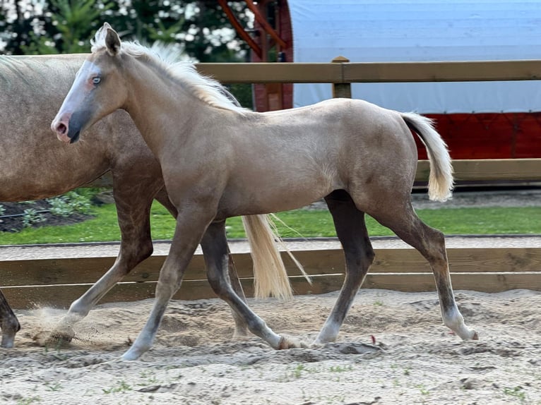 American Quarter Horse Mix Mare Foal (04/2025) 15,1 hh Palomino in Ledeacker