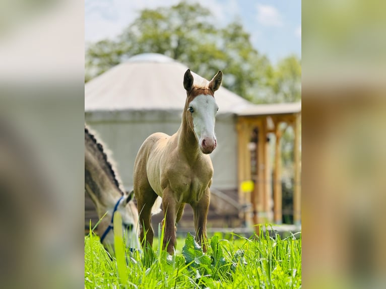 American Quarter Horse Mix Mare Foal (04/2025) 15,1 hh Palomino in Ledeacker