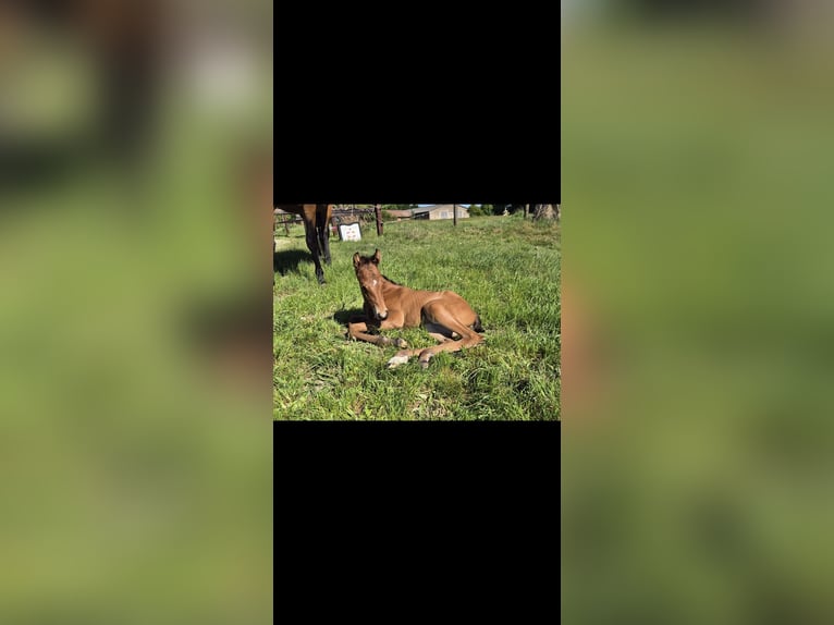 American Quarter Horse Mare  15,2 hh Brown in Bassum