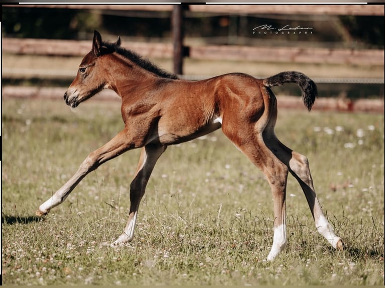 American Quarter Horse Mare  15,2 hh Brown in Kail