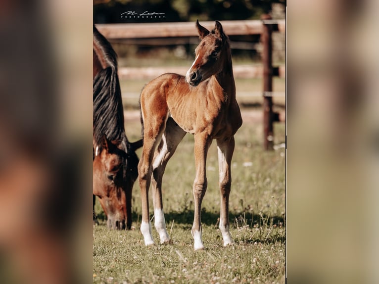 American Quarter Horse Mare  15,2 hh Brown in Kail