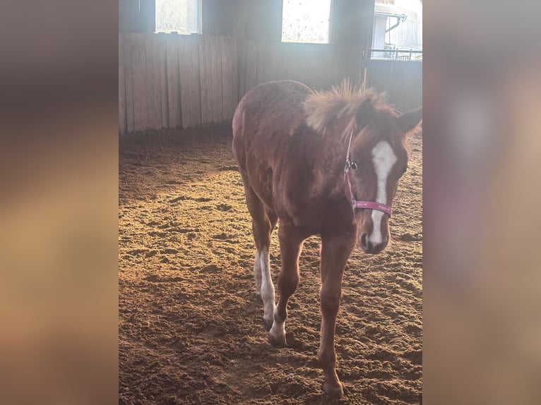 American Quarter Horse Mare Foal (03/2025) 15,2 hh Chestnut-Red in Kirchendemenreuth