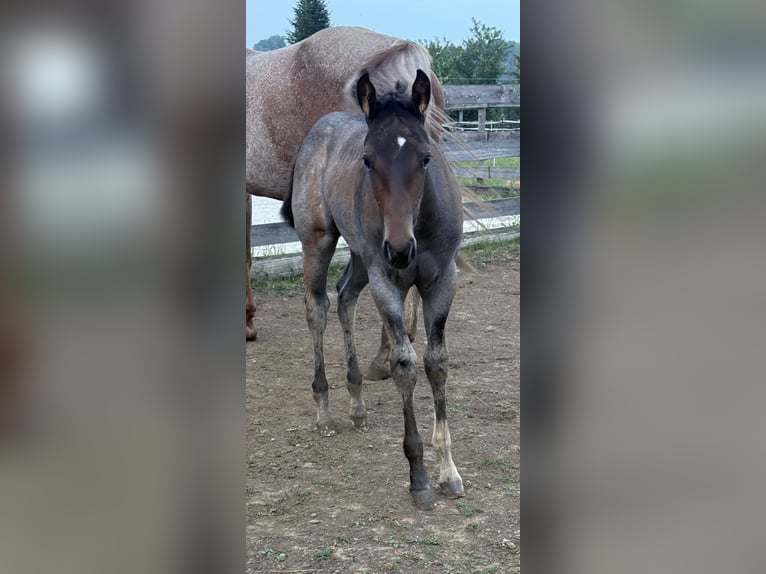 American Quarter Horse Mare Foal (05/2025) 16 hh Roan-Bay in Deutschlandsberg American Quarter Horse Mare Foal (05/2025) 16 hh Roan-Bay in Deutschlandsberg