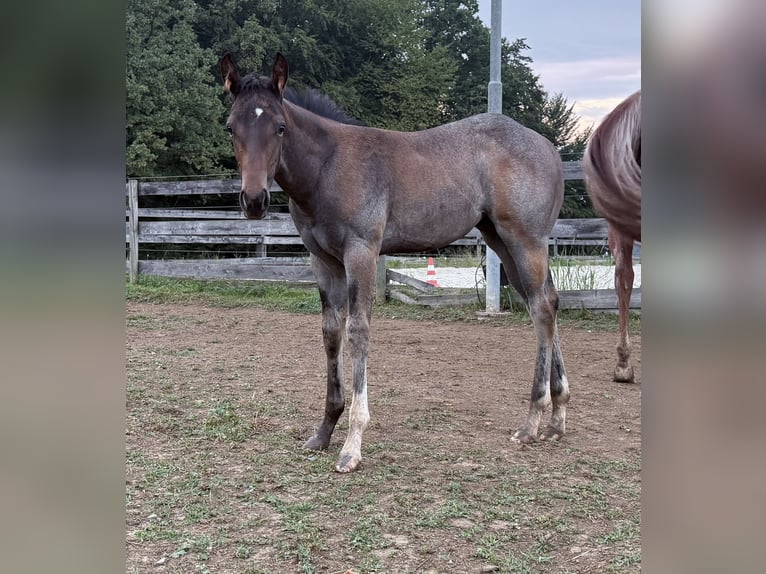 American Quarter Horse Mare Foal (05/2025) 16 hh Roan-Bay in Deutschlandsberg