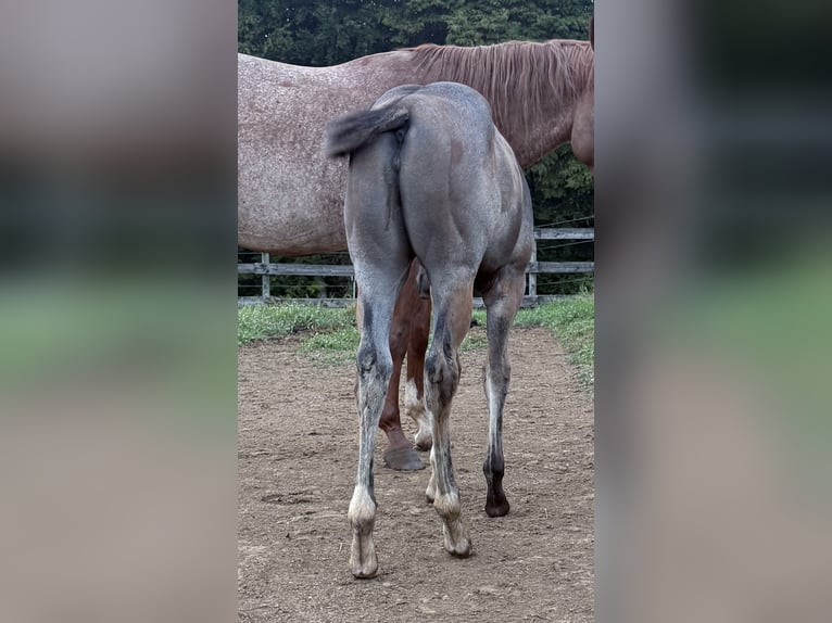 American Quarter Horse Mare Foal (05/2025) 16 hh Roan-Bay in Deutschlandsberg