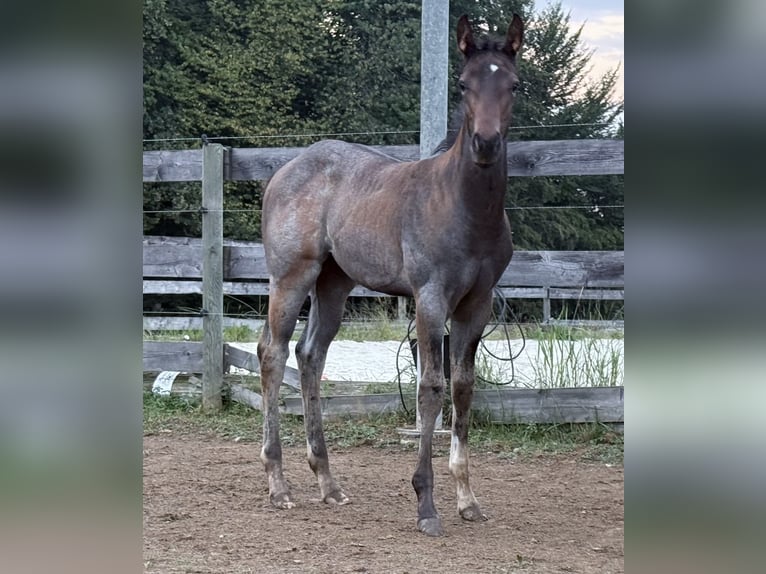 American Quarter Horse Mare Foal (05/2025) 16 hh Roan-Bay in Deutschlandsberg
