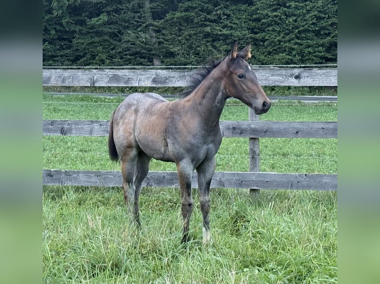 American Quarter Horse Mare Foal (05/2025) 16 hh Roan-Bay in Deutschlandsberg