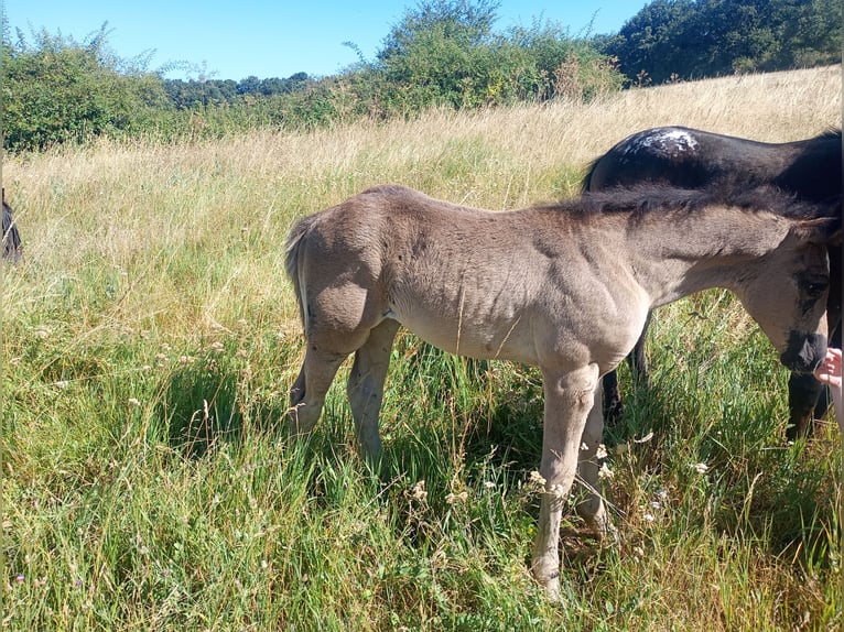 American Quarter Horse Mix Mare Foal (06/2026) Bay-Dark in Cabañas De Juarros