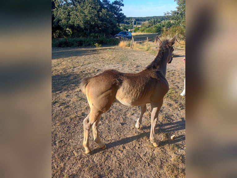 American Quarter Horse Mix Mare Foal (06/2026) Bay-Dark in Cabañas De Juarros