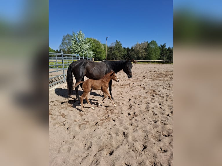 American Quarter Horse Mare  Bay-Dark in L&#xF6;ffingen Unadingen