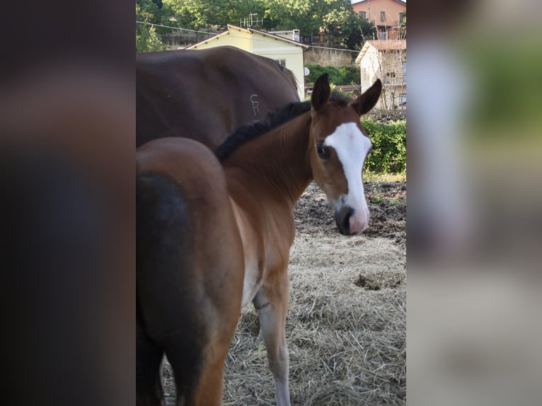 American Quarter Horse Mare Foal (08/2024) Bay in Spoleto