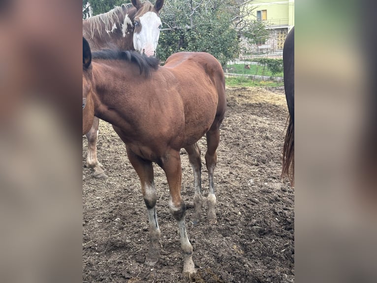 American Quarter Horse Mare Foal (08/2024) Bay in Spoleto