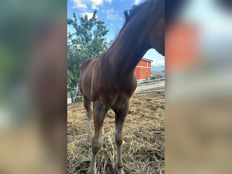 American Quarter Horse Mare Foal (08/2024) Bay in Spoleto