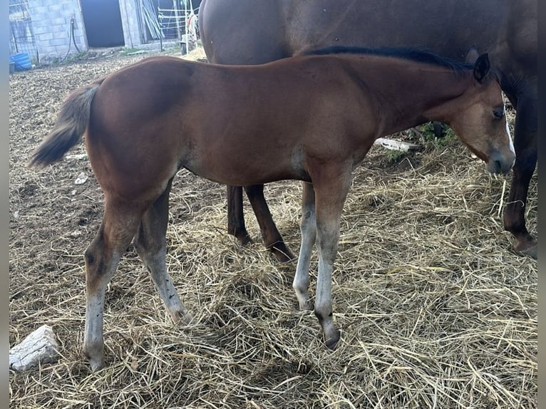 American Quarter Horse Mare Foal (08/2024) Bay in Spoleto