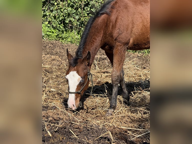 American Quarter Horse Mare Foal (08/2024) Bay in Spoleto