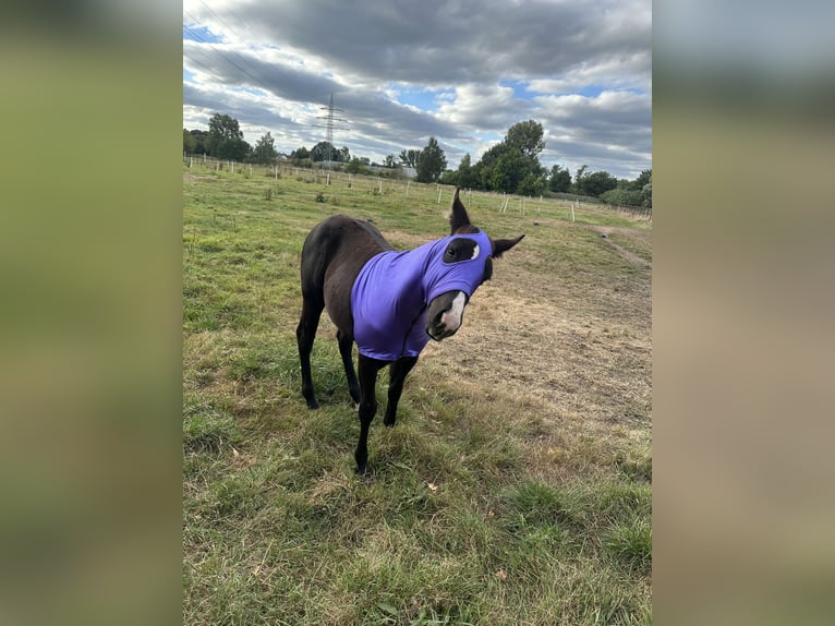 American Quarter Horse Mare Foal (04/2025) Black in Gifhorn