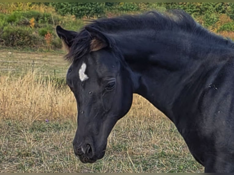 American Quarter Horse Mare Foal (05/2026) Black in Reichweiler