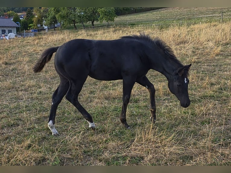 American Quarter Horse Mare Foal (05/2026) Black in Reichweiler