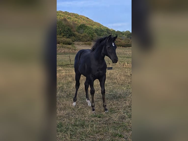 American Quarter Horse Mare Foal (05/2026) Black in Reichweiler