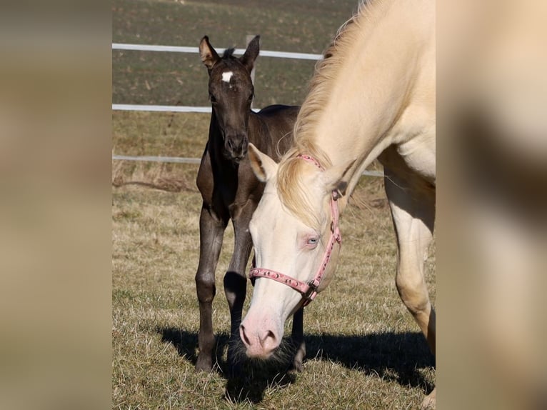 American Quarter Horse Mare  Black in Schlammersdorf-Moos