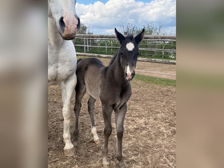 American Quarter Horse Mare Foal (04/2026) Black in Daleiden