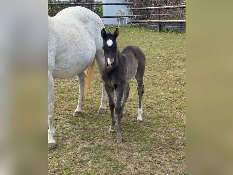 American Quarter Horse Mare Foal (04/2026) Black in Daleiden