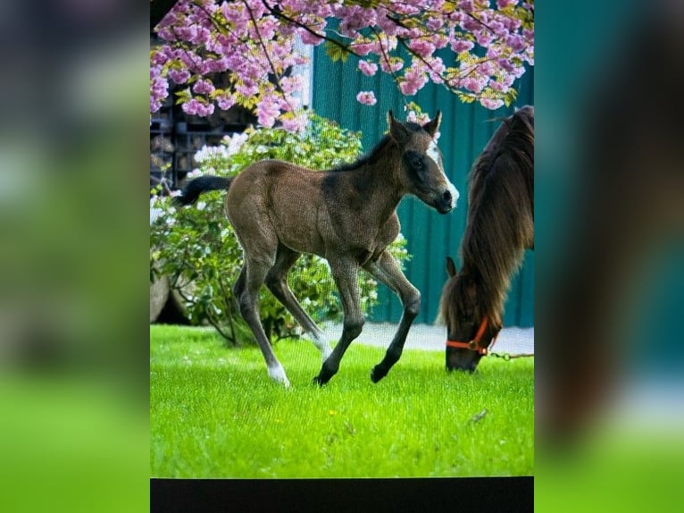 American Quarter Horse Mare Foal (04/2024) Black in Ritterhude