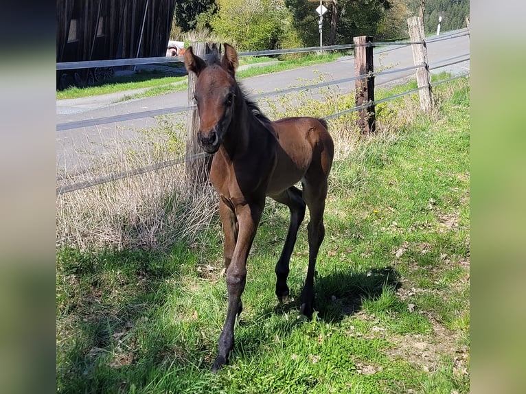 American Quarter Horse Mare Foal (04/2026) Brown in Kemnath