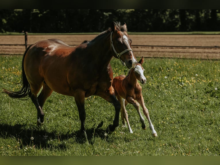 American Quarter Horse Mare Foal (05/2026) Brown in Bedburg-Hau