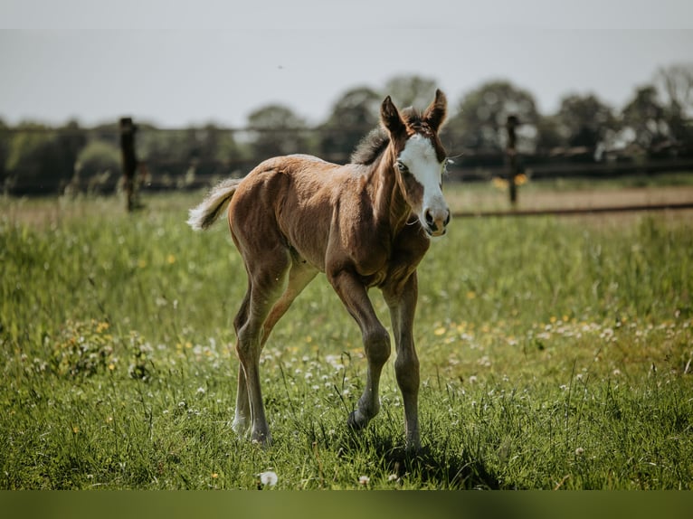 American Quarter Horse Mare Foal (05/2026) Brown in Bedburg-Hau